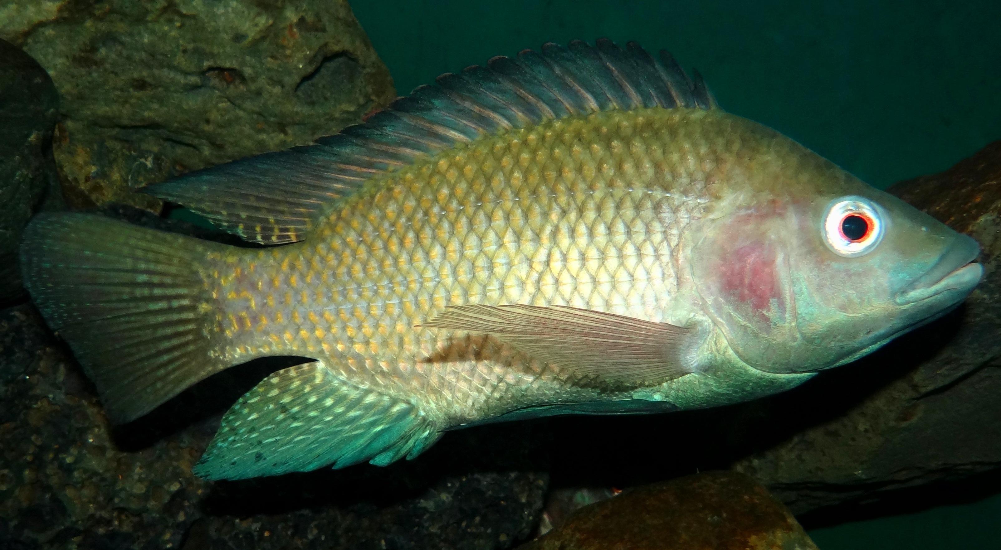 Oreochromis niloticus, By Bjørn Christian Tørrissen, own work