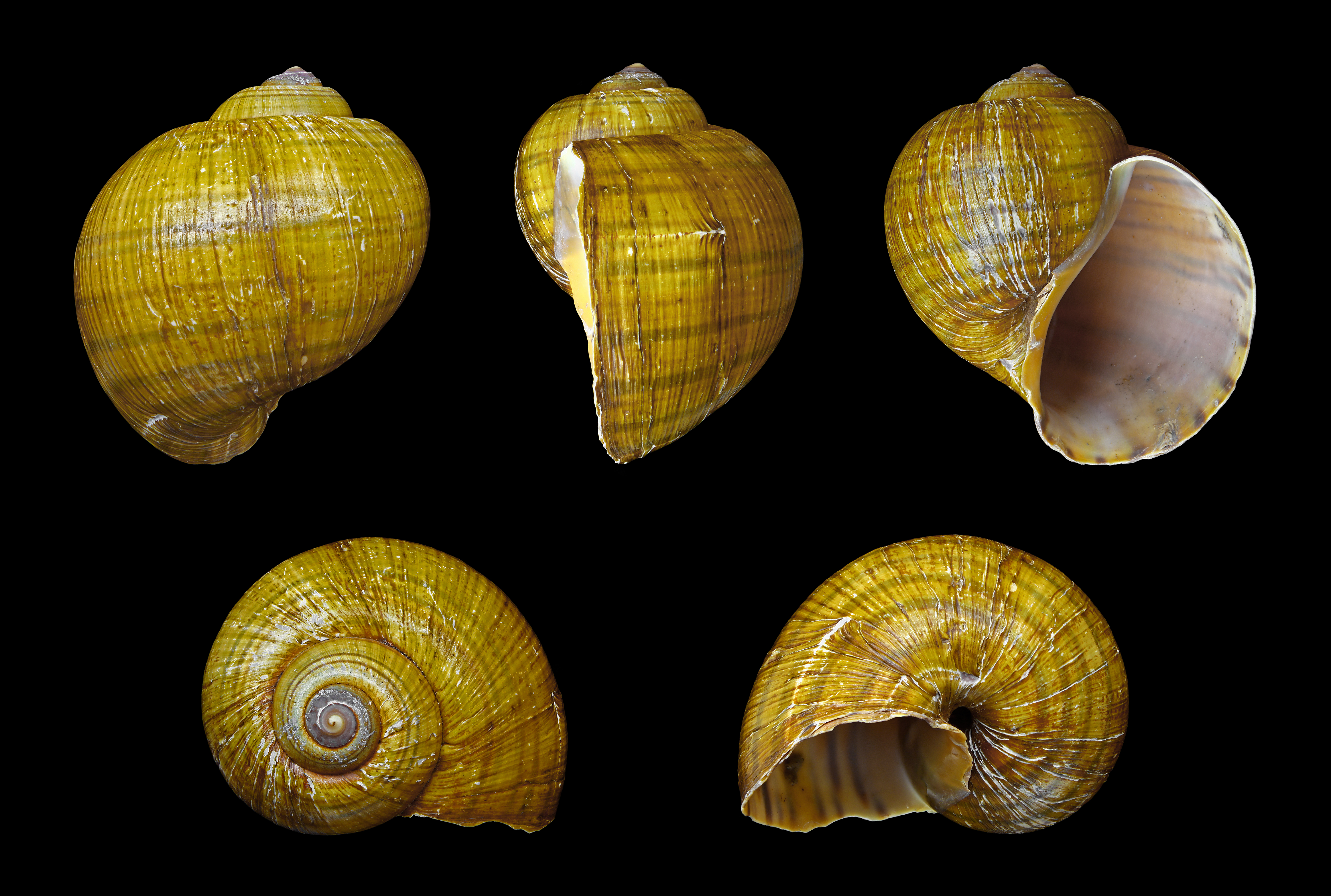 Pomacea canaliculata, H. Zell (own work)